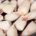 Best Fantail Shrimps (6) in West Palm Beach, FL